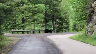 Bears Go Roaming Down the Road