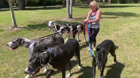 five fabulous Great Danes Go For A Florida pack walk