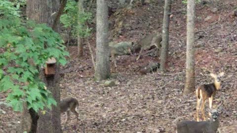 Two Bucks Fighting Over A Doe