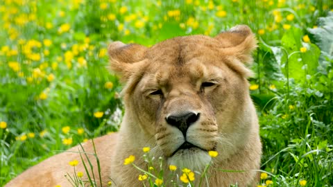 lioness enjoying the breeze