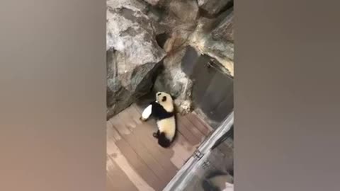 Pandas playing around and being very cute