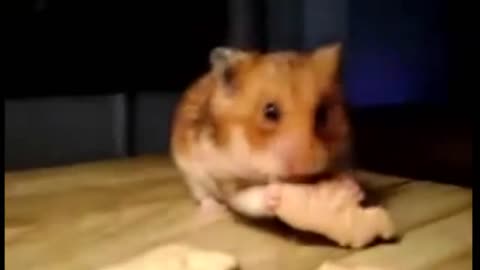 Funny Daring Hamster Funny Animal Compilation
