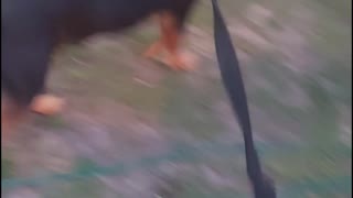 Rambunctious German Shepherd playing tug