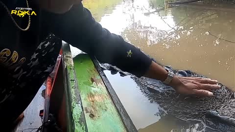 Crocodile interacting with humans