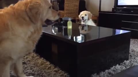 Golden retriever puppy outsmarts his older brother!