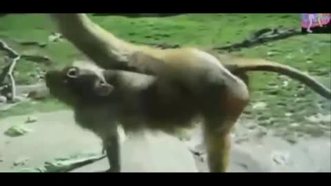 Funny monkey 2021