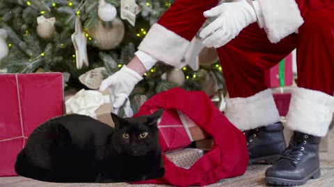 Adopting a Cat from a Shelter Vlog - Cute Precious Piper Dreams of Helping Santa Claus