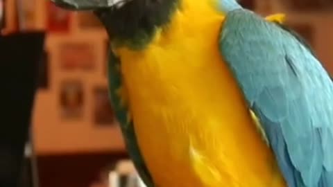 A Nice, Beautiful and Smart Parrot