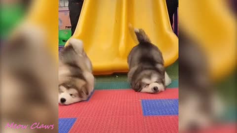 Adorable Baby Alaskan Malamute Cutest and Funniest Moments 😍| Try Not To Laugh