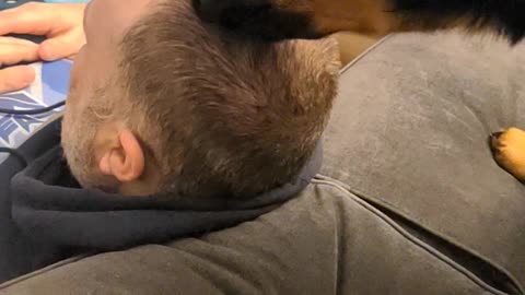 Sweet Rottweiler grooms his owner