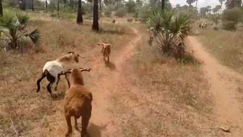 This Goats are going all out