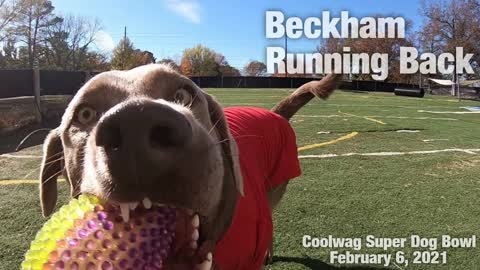 Coolwag Super Dog Bowl Starting Line Up featuring Beckham, Coach and Cosmo