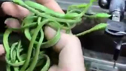 Green snakes in the form of herbs