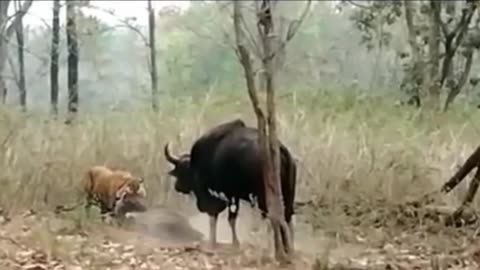 Tiger attack Bull Bison Tadoba #viralvideo #viralvideos