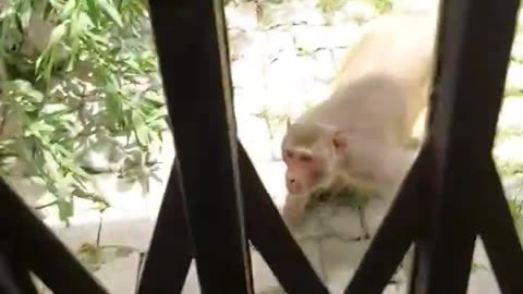 Bandar ka hamla l monkey attack l angry monkey l gusse wala bandar #short