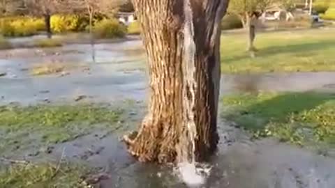 a magical tree, capable of removing water from an old tree