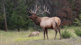 Big Bull Elk Bugles