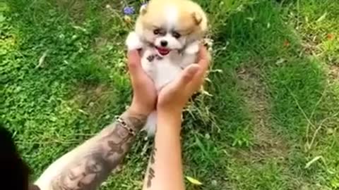 Baby Dogs - Cute and Funny Dog Videos Compilation #4 | Aww Animals