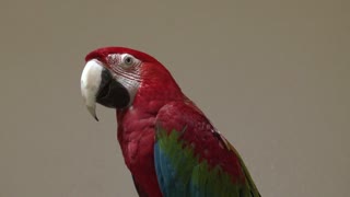 Kona the Parrot talking