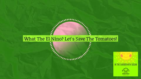 What The El Nino! Lets Save The Tomatoes- Episode 3