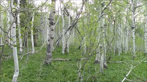 The First Area I Found with Sasquatch Structures