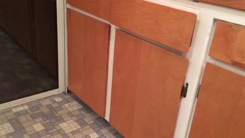 Cat traps self in cabinet