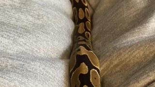 Our pet Rio, the python