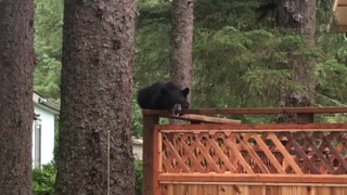 Bear Cub Calling out for its Mother