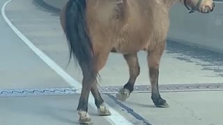 Horse Runs Down Open Highway after Escaping Trailer