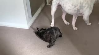 Puppy realizes that the twerkin’ just ain’t workin’