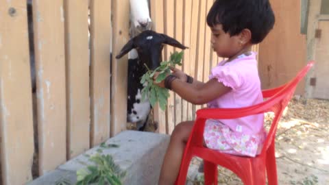 Giving is everything - Little girl feeding goats