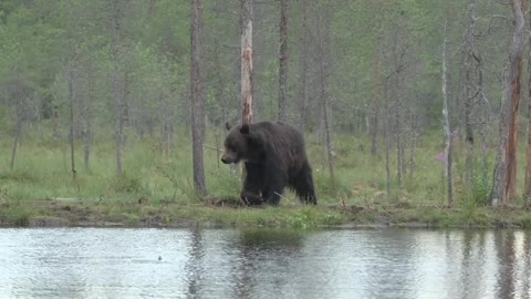Two huge bears are looking for food by the pond. Ravens and crows scream around in Kuhmo. 4K HDR