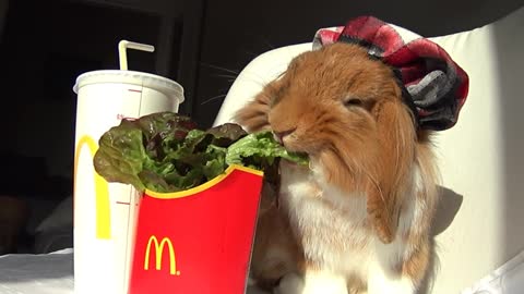 Pimousse enjoys his Happy meal