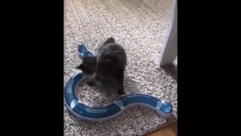 so cute animals♥ cute baby animals doing funny things