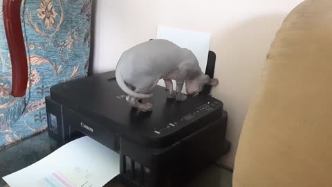 The cat named Patisson is examining the printer.