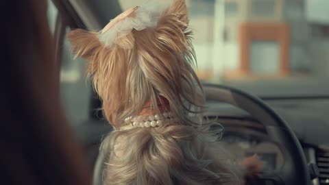 Stylish cute pet dog inside a car