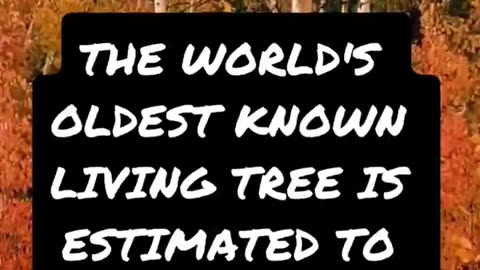 The 5,000-Year-Old Tree