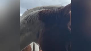 Cleanup after the trail ride, bath time.