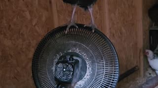 Turkey Takes a Ride on Fan