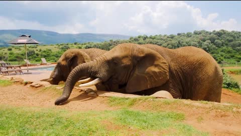 elephants are eat ground nuts