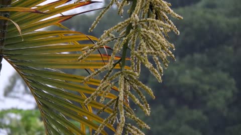 relaxing sounds of rain