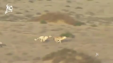 Best funny video -Dog chase Springbok