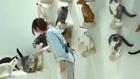 Amazing pet trainer