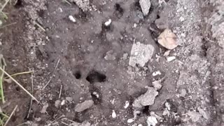 Amazing Nature: Ants - They're Everywhere!