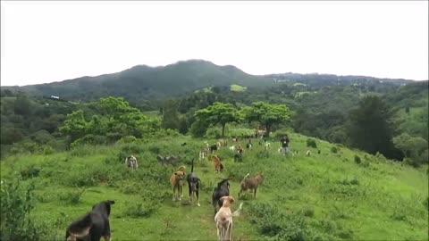 Territorio de zaguates " land of the strays" dog rescue ranch sanctuary in Costa Rica