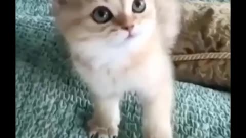 funny cats video The Challenge of Laughter