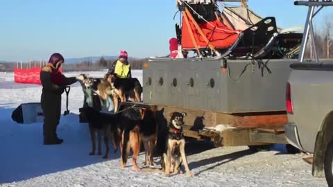 Alaskan Kids Dog Mushing!