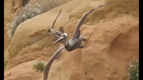 Crazy Peregrine Falcon Attack
