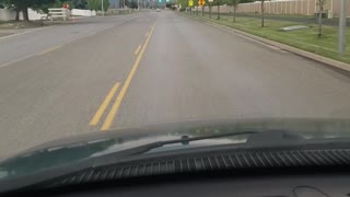 Random Pig Wanders down Street