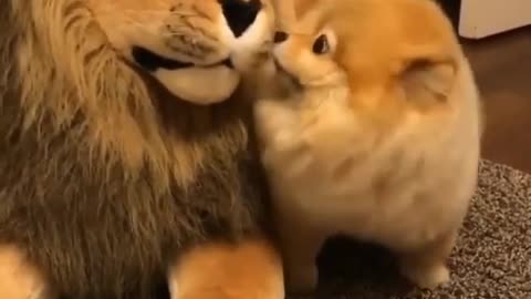 Dog vs Lion- tasauod | Cute Dog